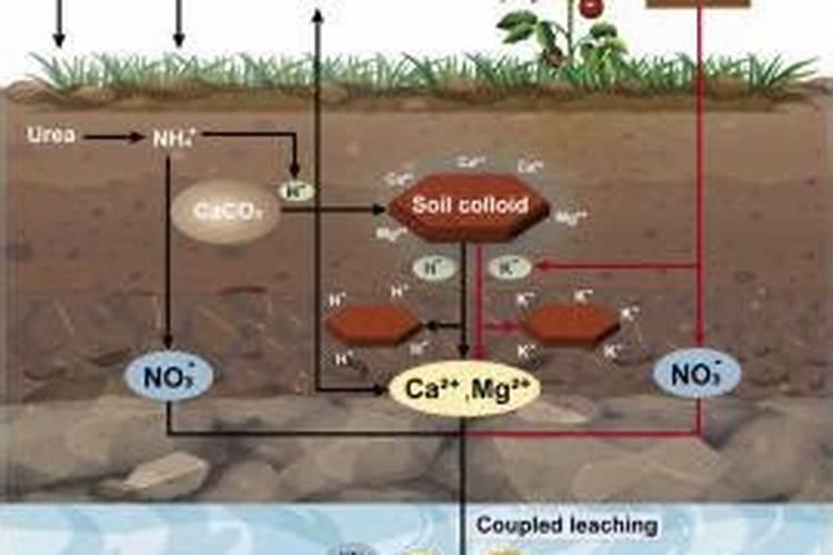 如何减少土壤中钙镁的淋洗损失