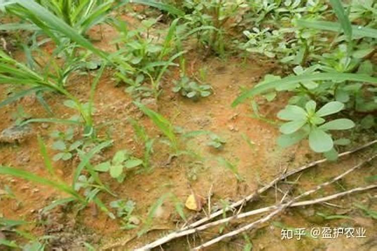 蔬菜大棚土壤酸化,巧用肥料来补救!