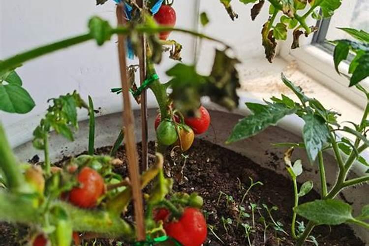 番茄结果期施什么肥好,如何施肥