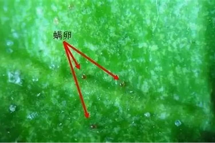 红蜘蛛用药方法不对,越防治越多,为啥