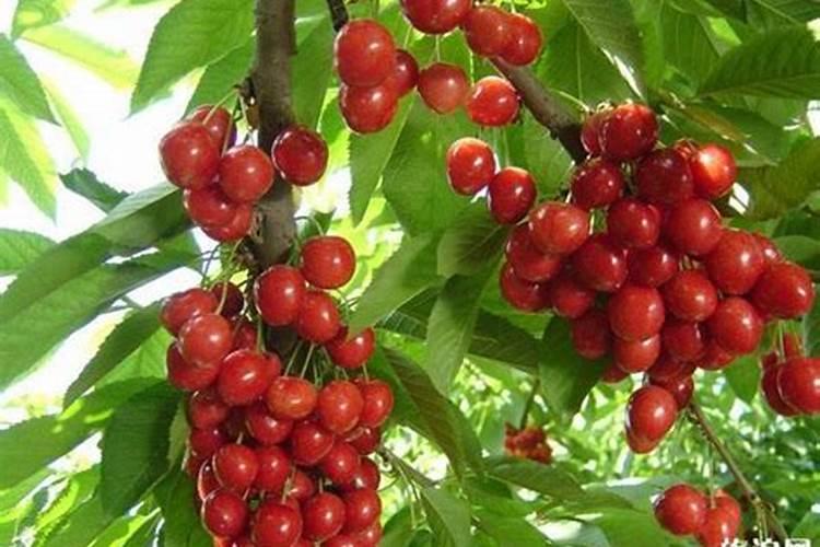 洛阳市樱桃采摘园在哪里