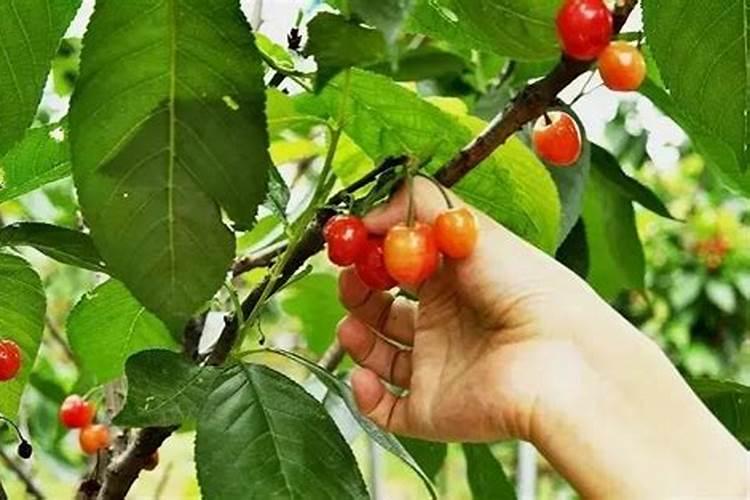 洛阳哪里有摘樱桃的地方2019洛阳樱桃采摘园最佳采摘时间+价格+交通百...