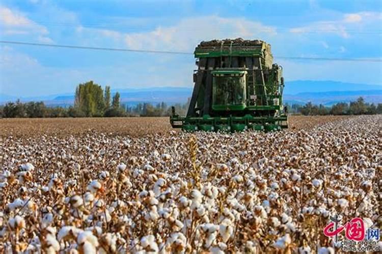 新疆南疆棉花进入7月份如何施肥