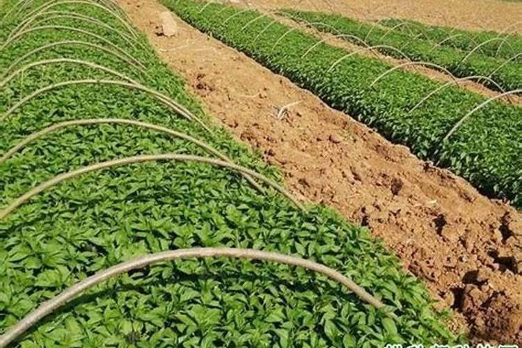 辣椒育苗怎样施底肥？