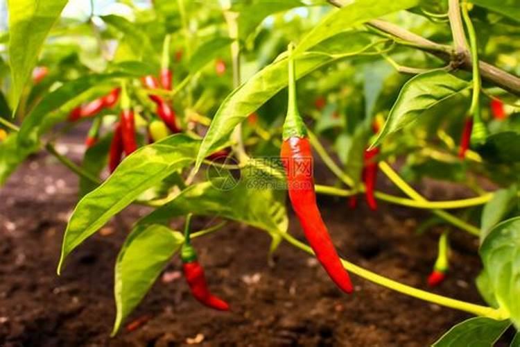 辣椒怎么种植