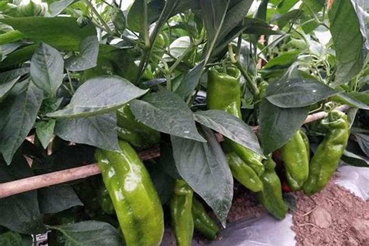 辣椒育苗施肥技巧