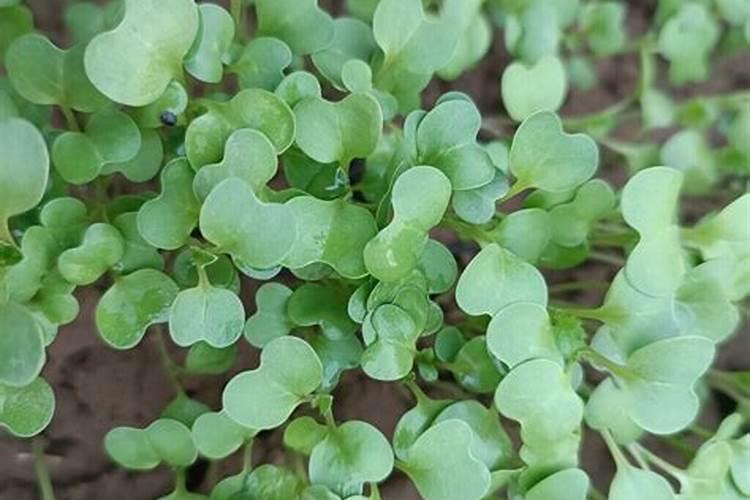 香菜苗多大就能打叶面肥了呢？