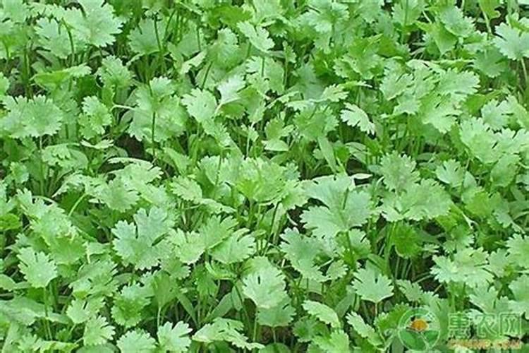 夏天可以种香菜吗