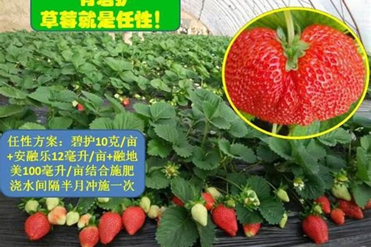 草莓碧护使用方法