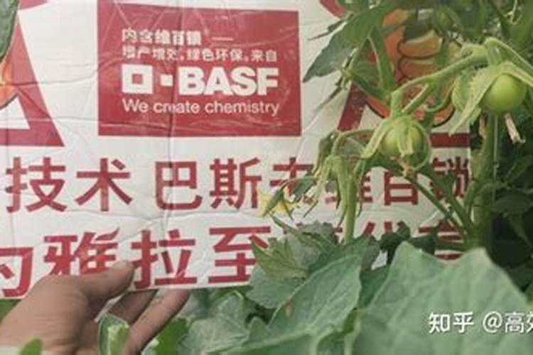 花好果才好!番茄要养好花,营养管理是关键,这3要点要掌握