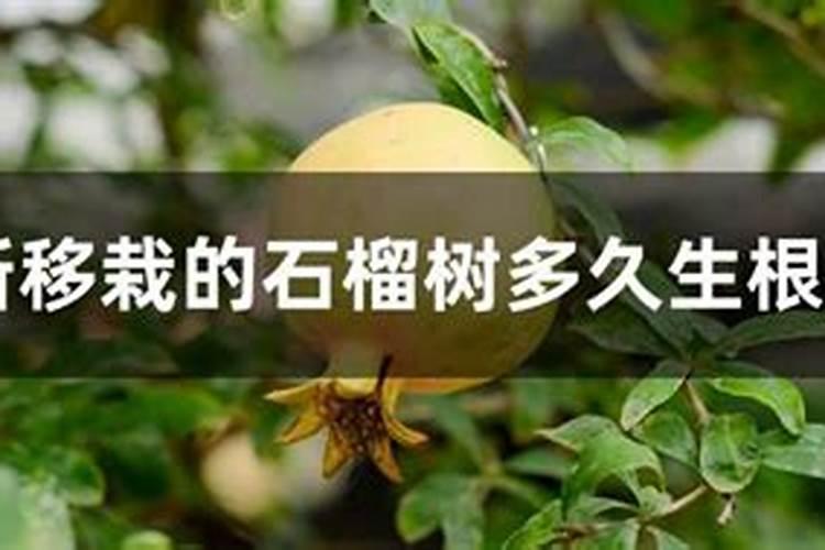 树移栽多长时间生根杀虫 树移栽多久生根杀虫