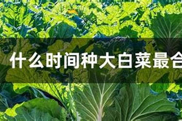 大白菜什么时间上钾肥合适？