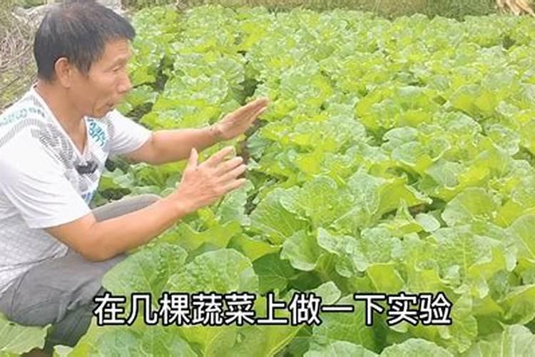 大白菜怎么追肥