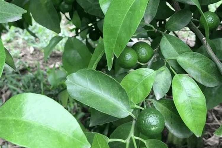 石榴树现在用芸苔素可以吗？