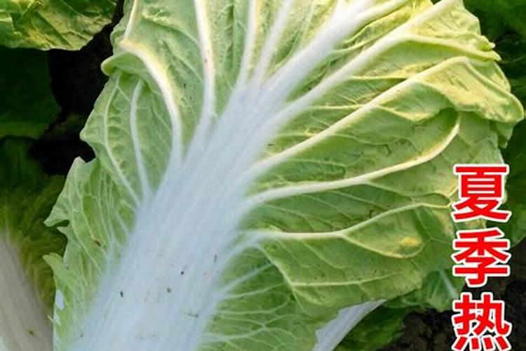 白菜(夏阳50)成熟前如何追肥