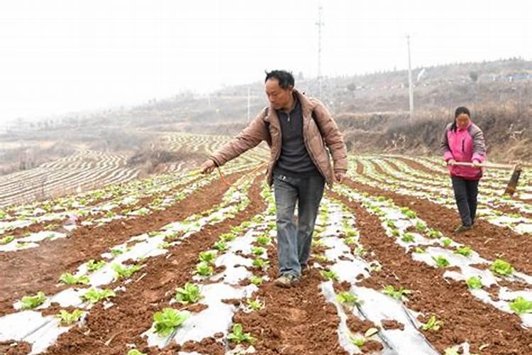 秋季露地栽培大白菜怎样进行配方施肥？