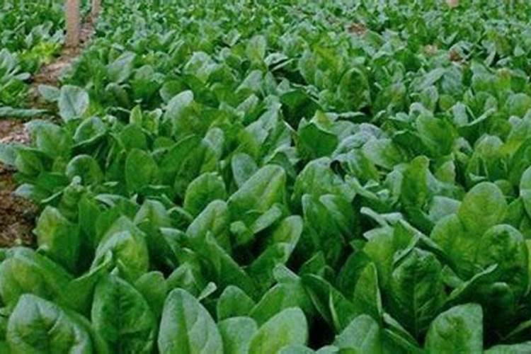 给菠菜施什么肥料能让它快速长起来