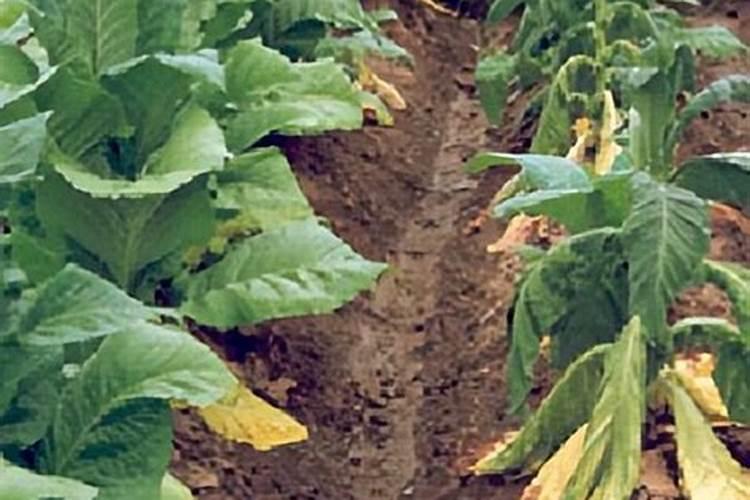 烤烟花叶病用什么药最好呀