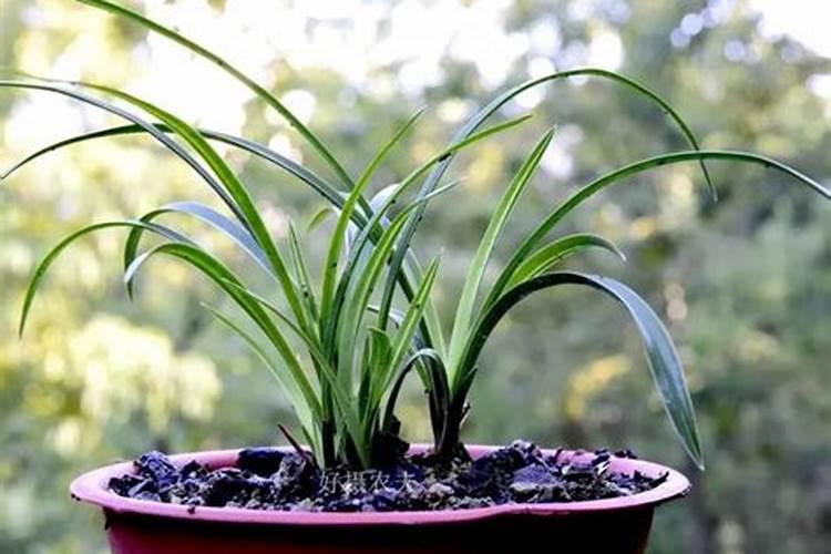 球兰能喷叶面肥吗怎么喷？