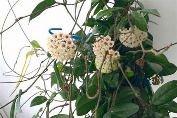 球兰不开花怎么办？