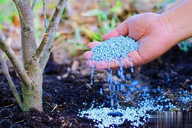 有机肥和水溶肥哪个更好用？