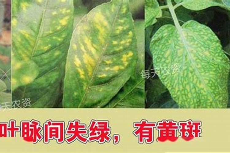 植物叶子发黄缺什么肥料
