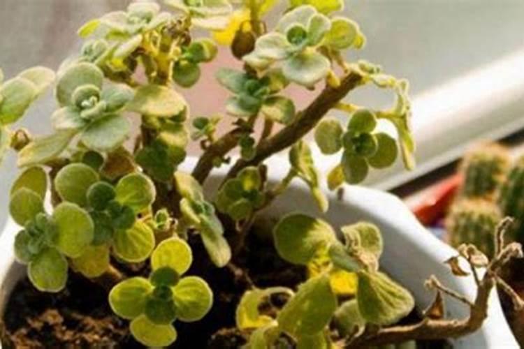 叶子发黄怎么办？教你几招,叶子绿的发光!