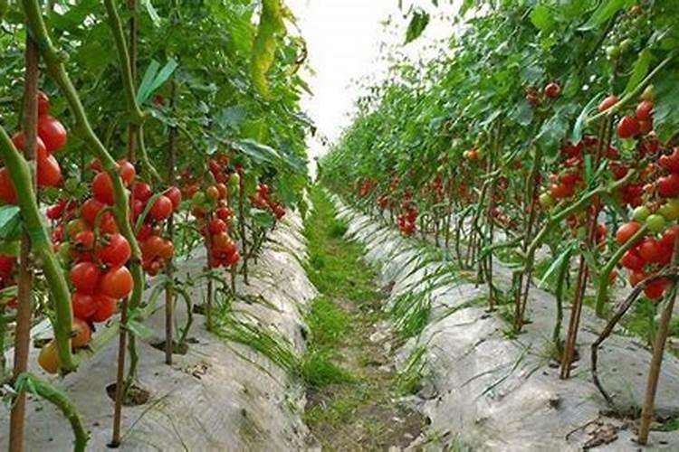西红柿的种植方法和管理技术