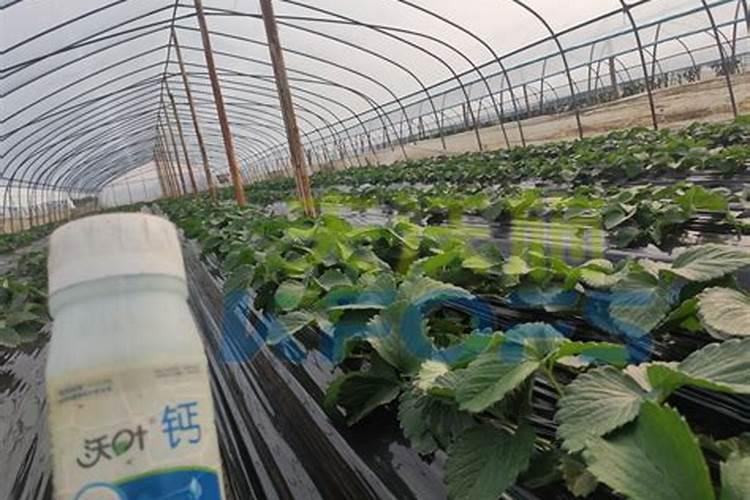 草莓结果期喷什么叶面肥结果多？草莓座果期专用叶面肥？