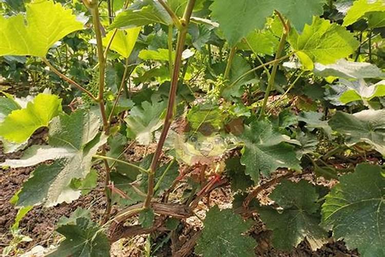 水溶肥多久用一次