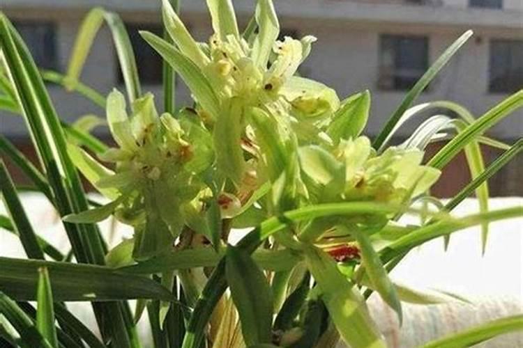 如何认识兰花是否是好的品种