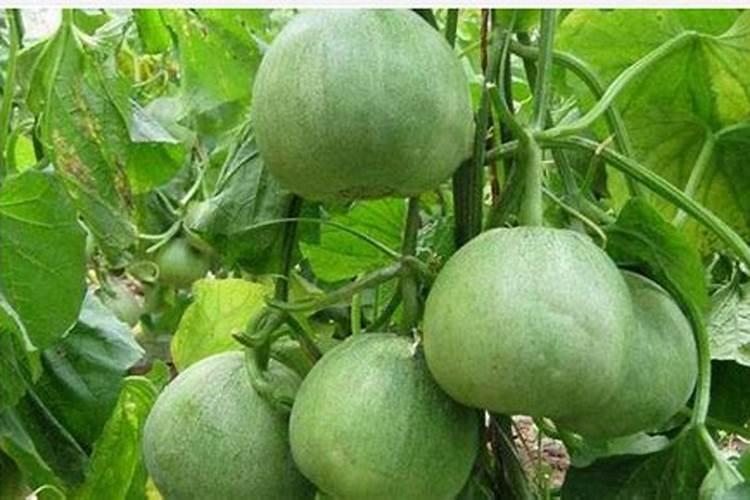 甜瓜,绿宝,没有沾花,没有打药,没浇水,怎么会出现裂,什么原因,应该怎样...