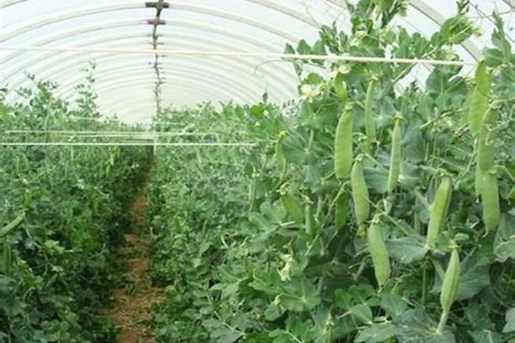 荷兰豆多久施肥一次