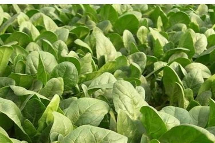 尿素不适合给哪些蔬菜追肥？谈谈其中的道理