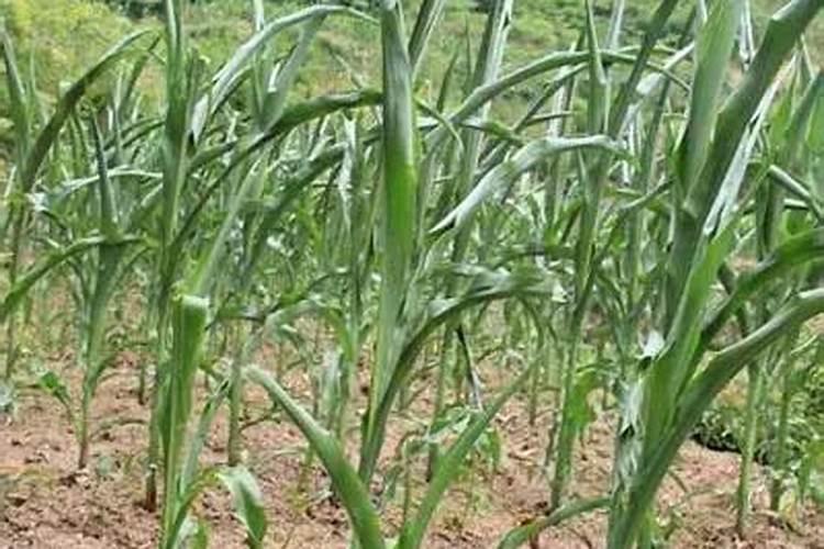 玉米卷叶是怎么回事 三农 耕耘计划