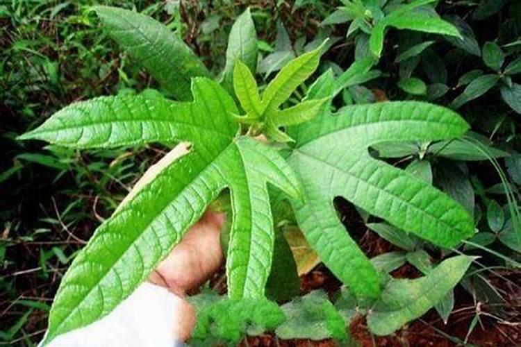 如何运用正确方法种植五指毛桃