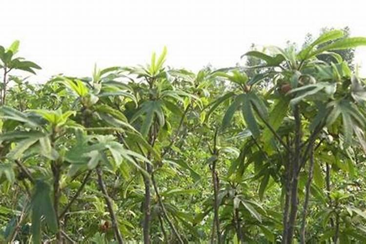 采用什么种植方法能种好五指毛桃