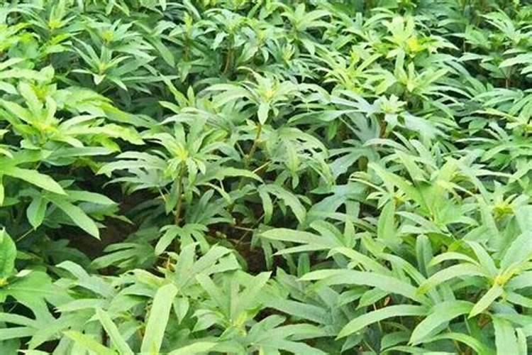 怎样种植五指毛桃才更科学合理