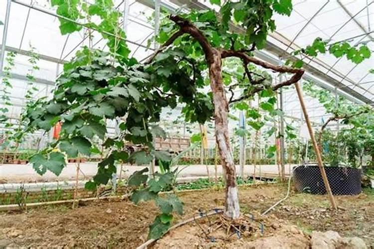 葡萄树最适合哪些肥？