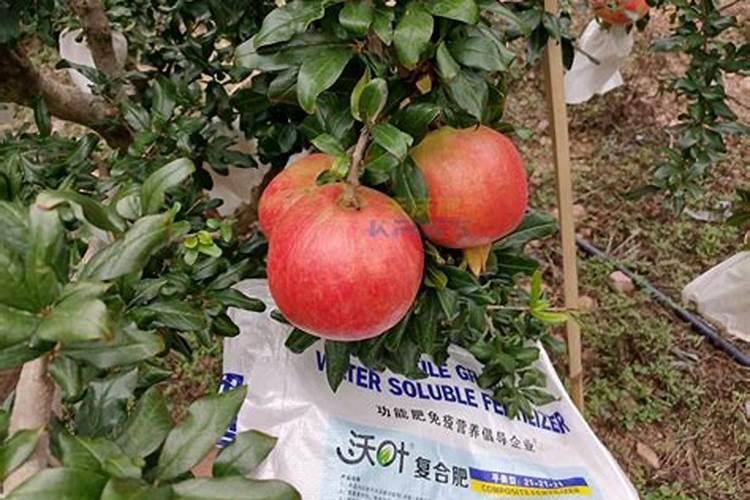 石榴喜欢什么肥料最好