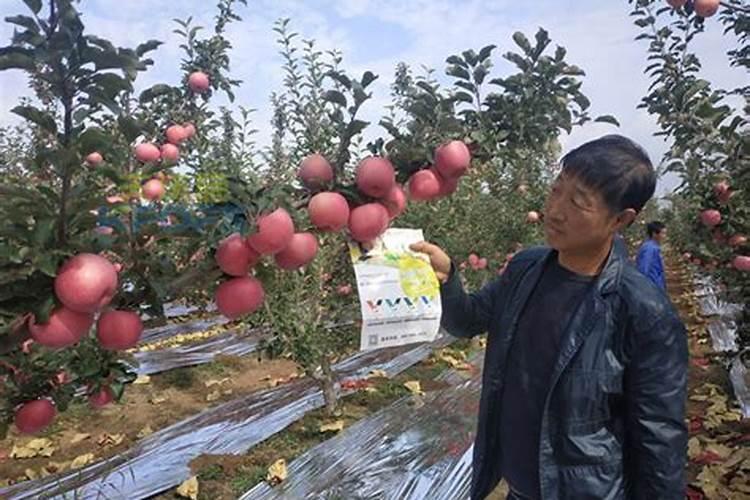 大量元素水溶肥的作用与功效