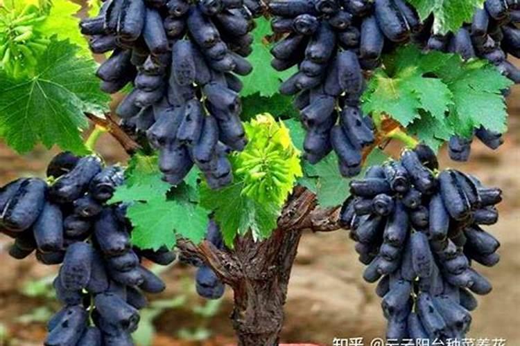 葡萄怎样种植挂果快