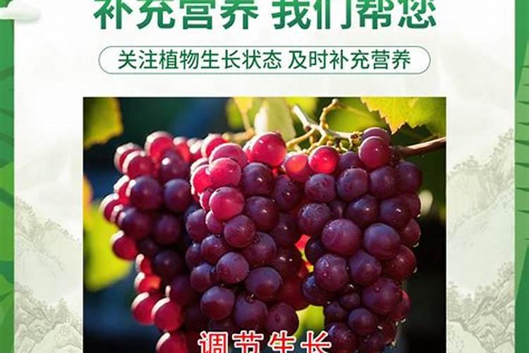赤霉酸过量葡萄会落果不