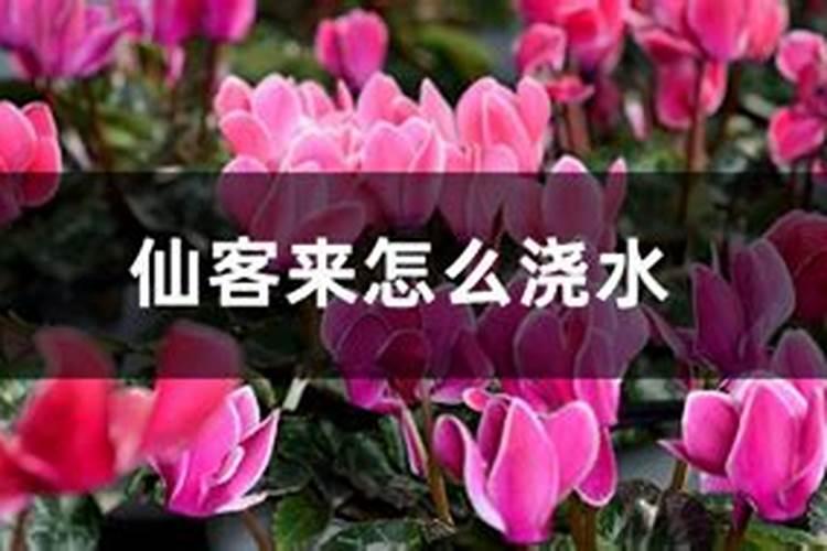 仙客来能浇氮磷肥吗怎么浇水？