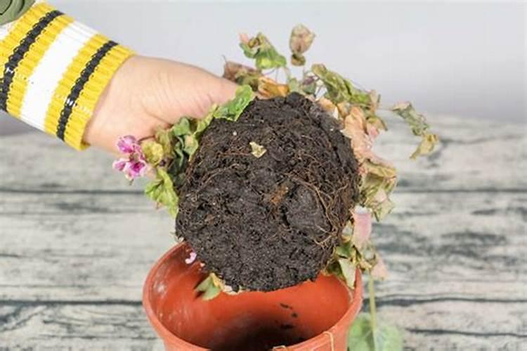 仙客来过冬怎么养护