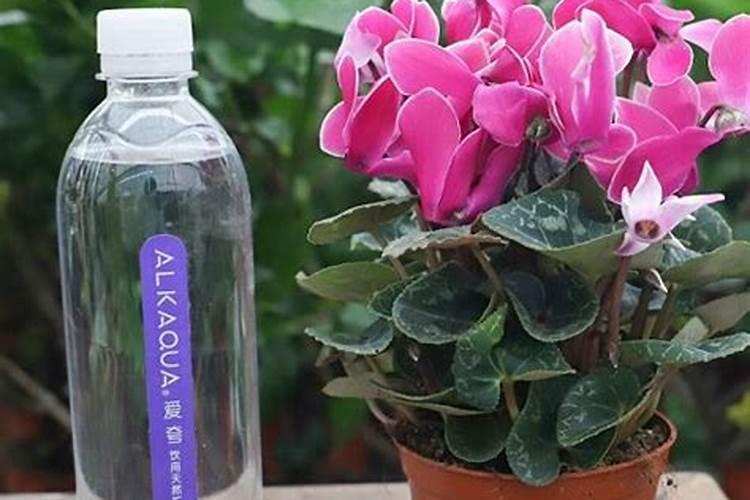 仙客来冬天浇水的正确方法