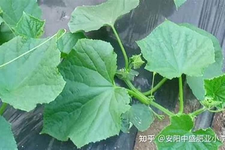 请问一下黄瓜小苗时能用一包劲矿源黄腐酸钾和水溶肥混用灌根吗？