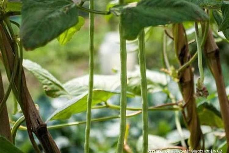 豆角怎么冲施肥效果好？