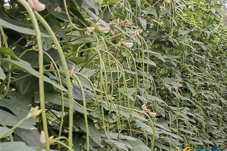 豆角冲什么水溶肥最好