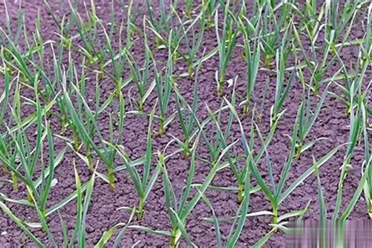 怎样给大蒜追施肥料